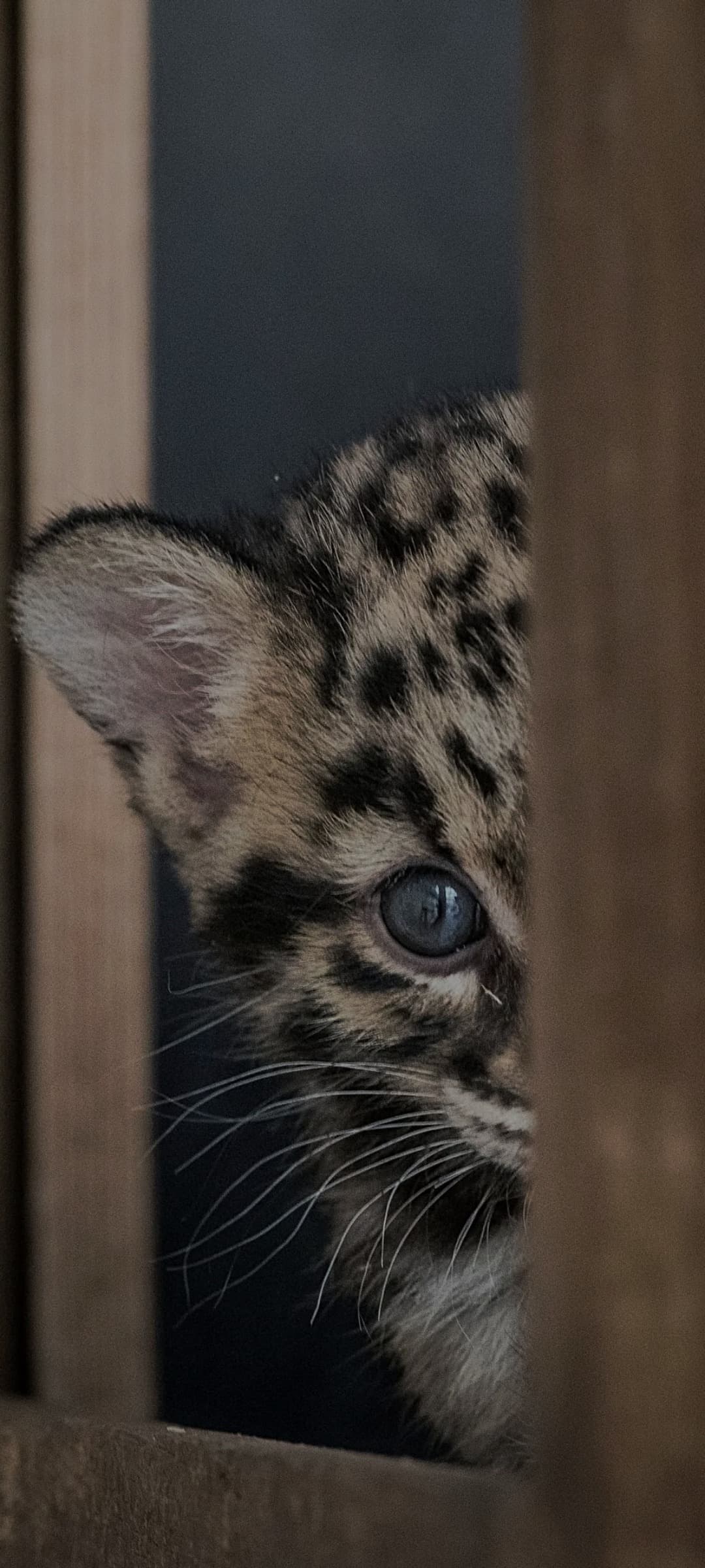 Profil de Malek, 49 ans, Rencontre célibataire à Sonvico (Tessin)