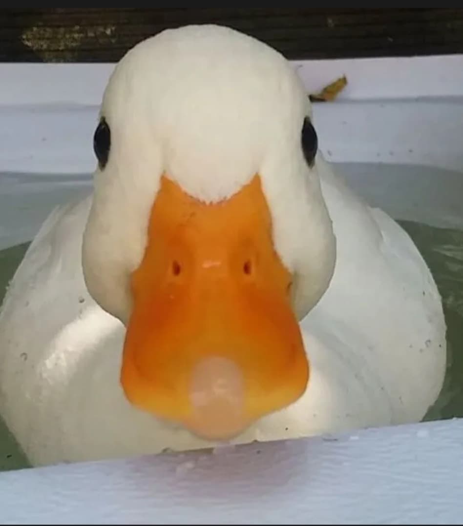 Malick - Rencontre célibataire à Losone Profil de Malick, 48 ans, Rencontre célibataire à Losone (Tessin)
